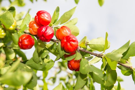 Acerola vitamin C